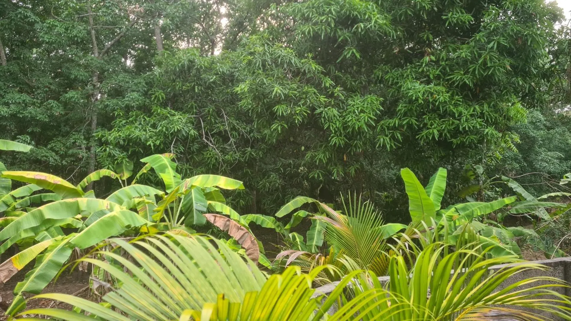 Surabhi-Nature Villa , Private Floor Ac Thiruvananthapuram India